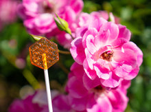 Load image into Gallery viewer, Honeycomb Lollipops (40 Pieces)